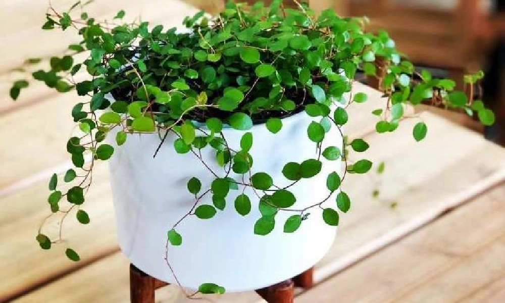 5 گیاه آپارتمانی خوش شانسی، معرفی و آموزش نکات مراقبت 3 گیاه آپارتمانی خوش شانسی