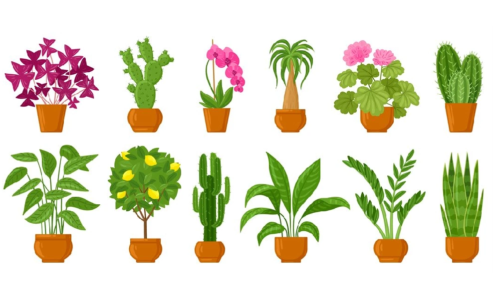 5 گیاه آپارتمانی خوش شانسی، معرفی و آموزش نکات مراقبت 1 گیاه آپارتمانی خوش شانسی