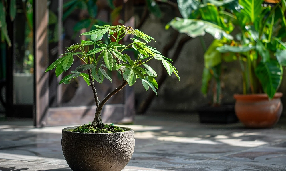 5 گیاه آپارتمانی خوش شانسی، معرفی و آموزش نکات مراقبت 4 گیاه آپارتمانی خوش شانسی