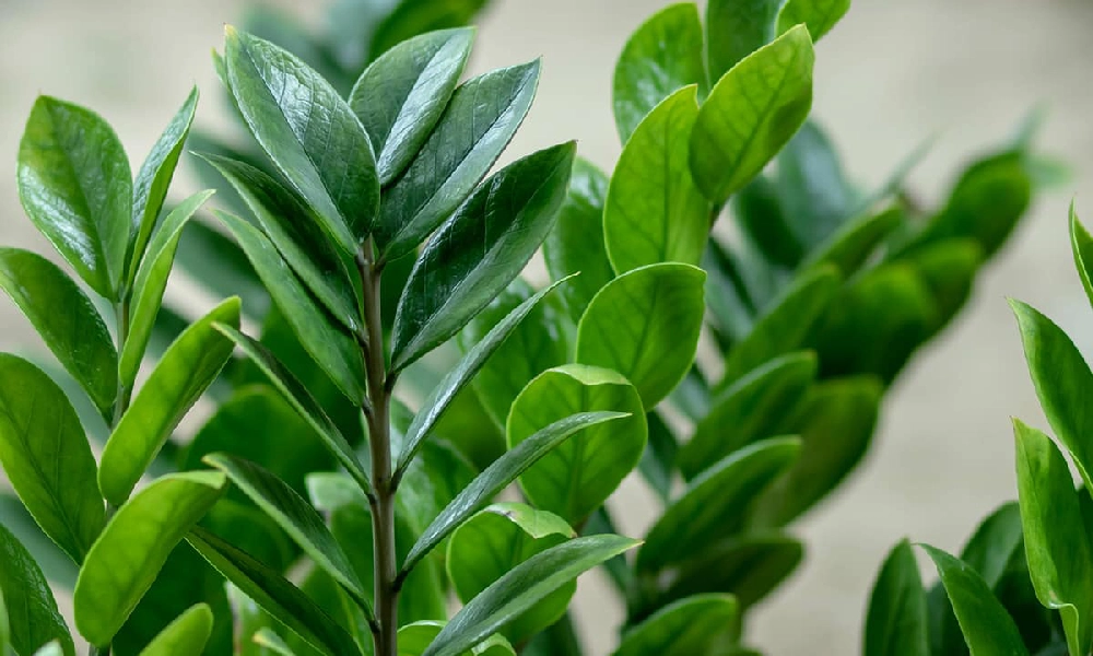 5 گیاه آپارتمانی خوش شانسی، معرفی و آموزش نکات مراقبت 5 گیاه آپارتمانی خوش شانسی