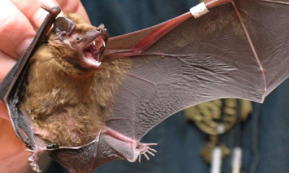 ویروس کرونای جدید با روشی جدید انسان را آلوده میکند