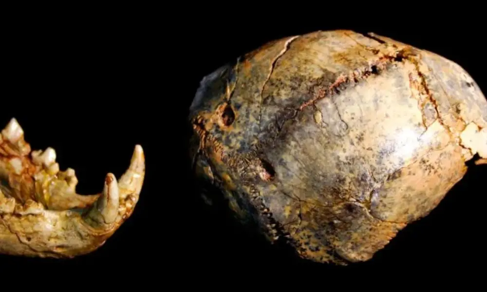 فسیل جدید انسان: راز اندازه انسان اولیه در معرض چالش