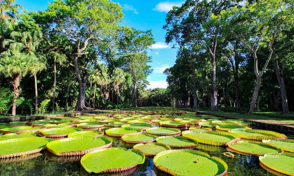 جزیره موریس