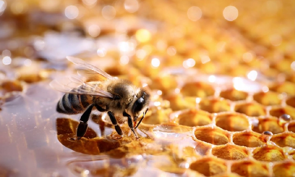 نکات بهداشتی که باید هنگام خرید عسل فله رعایت کنیم 1 عسل