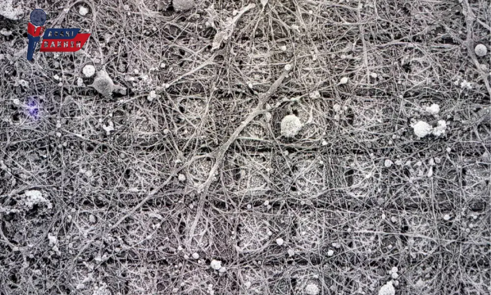 اولین کامپیوتر بیولوژیکی جهان با مغز زنده ساخته شد | شگفتی فناوری!